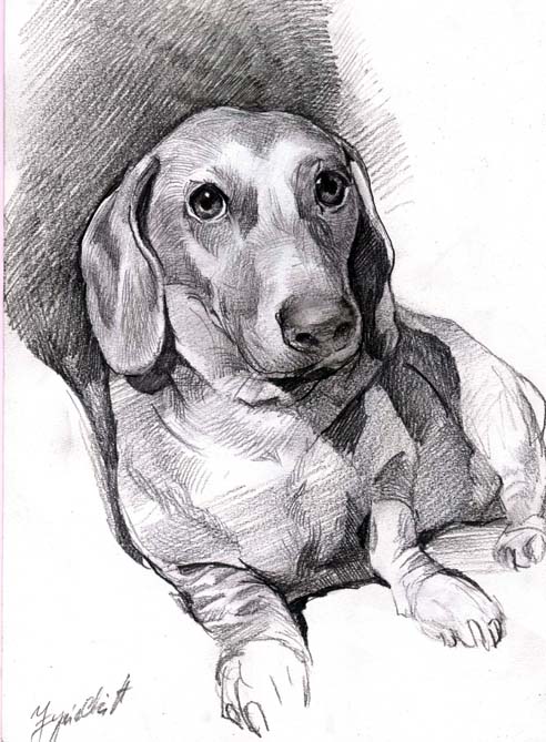 portret psa olowkiem