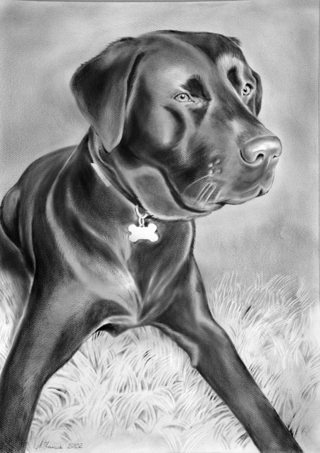 portret psa
                                      suchy pdzel